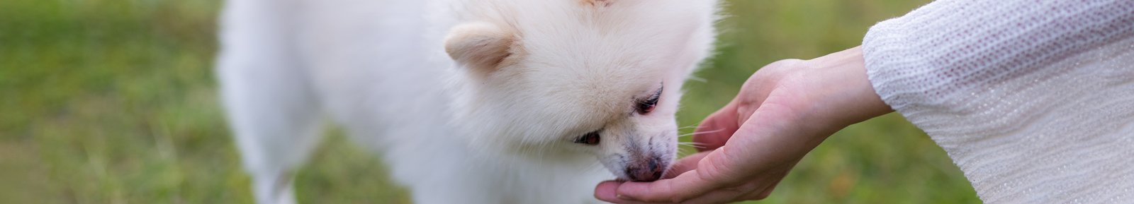 A Complete Price Guide for the Shar Pei Breed